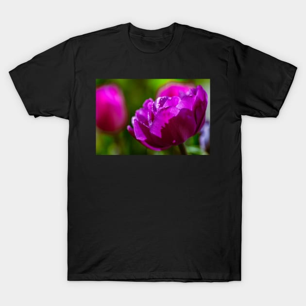 Group of purple tulips T-Shirt by blossomcophoto